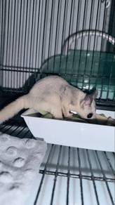 Sugar Glider