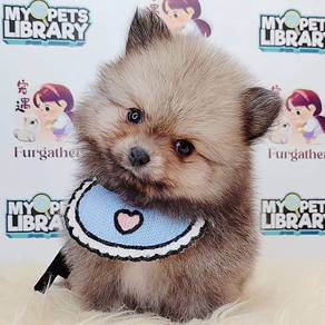 Tiny Pomeranian