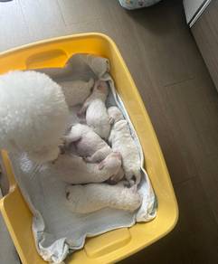 Bichon Frise