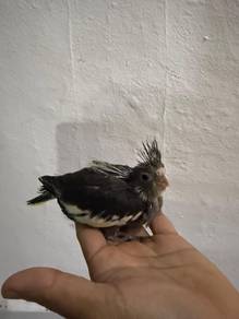 cockatiel