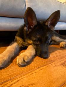 German Shepherd