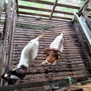 Kambing baca