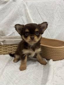 YY411 Chihuahua long haired brown color