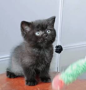 munchkin kitten BSH kitten British short hair