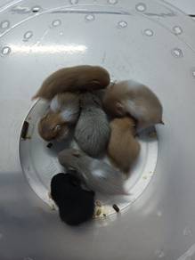 hamster syrian 