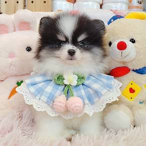 Pomeranian
