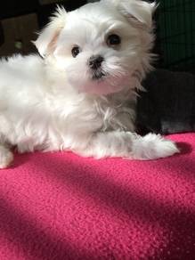 F2609 Bounding Maltese white fluffy puppy Baby Pup