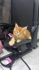 Mainecoon kitten