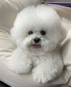 K6320 Bubble of love Poochon beautiful sweet tempe