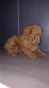 poodle