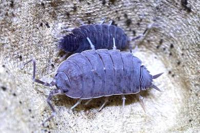 Isopod powder blue 