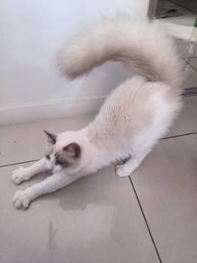 Ragdoll Male
