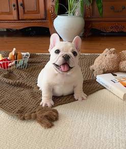 French BullDOG