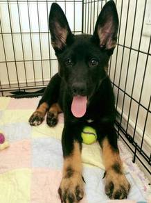 LAOO11ER #MKA German Shepherd puppies