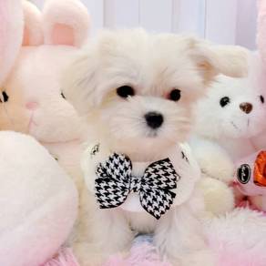 Maltese