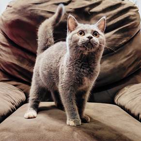 Kitten Munchkin BSH Female