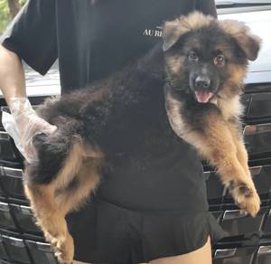 Big Bone German Sherpherd Puppy大骨架德牧幼犬
