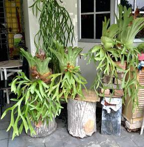 Staghorn Plants