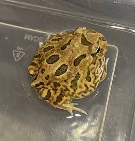 Chocolate Peppermint Pacman Frog
