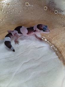 Fattail Gecko 