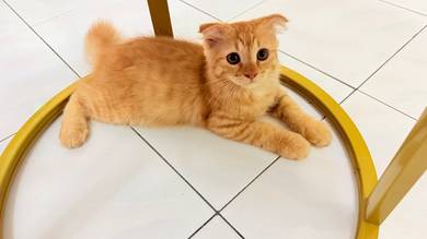 Rehome Fee Scottish