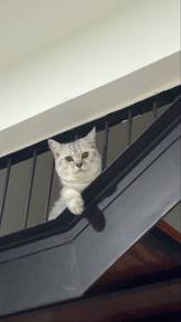 Cats to rehome