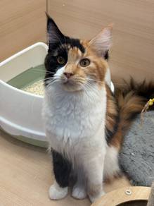 Mainecoon Calico