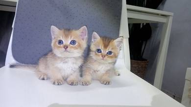 Baby Golden (Both Female) 