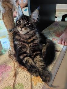 Pure mainceoon male kitten