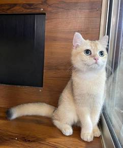 British Short Hair Golden