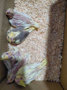 Cockatiel Baby for SALE