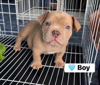 Male American Bully Puppy 2