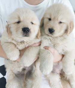 JKL9000 Golden Retriever playful cute puppies