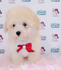 Maltipoo