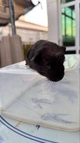 guinea pig
