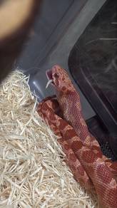Corn Snake