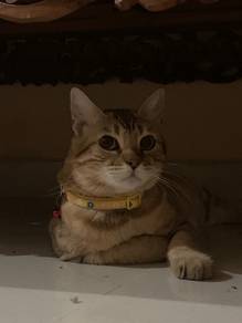 kucing bengals
