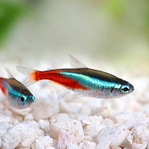 neon tetra fish