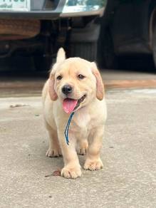 Labrador retriever with MKA 
