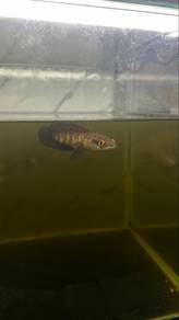 Chana Maru Red Barito
