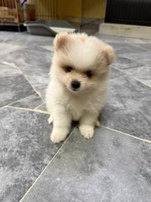 Purebred Pomeranian for Sale
