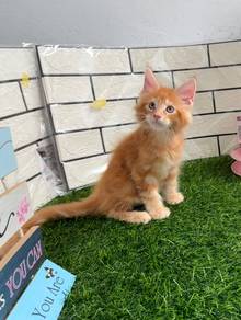 Pure Mainecoon kitten