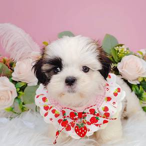 Shih Tzu