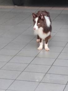 Bolder collie 牧羊犬 