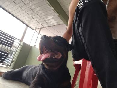 Rottweiler Male