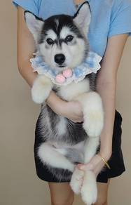 Wooly Husky