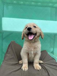 Golden Rettiver puppies 13