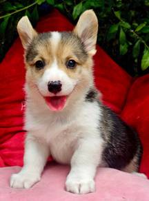 CORGI PUPPIES C186 🌻 cheeky Puppy Male~Female