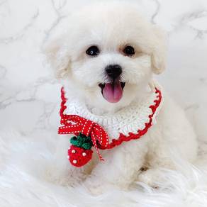 Bichon