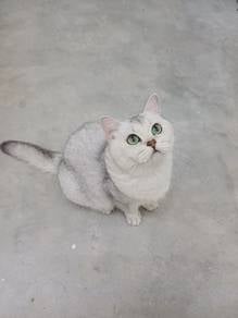 Adult Female British Shorthair